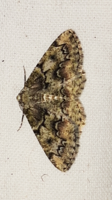 Cleorodes lichenaria  - Melchior Viallet
