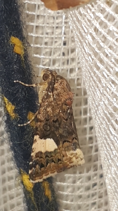 Noctuelle en deuil  - Melchior Viallet