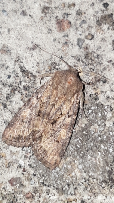 Luperina testacea  - Melchior Viallet