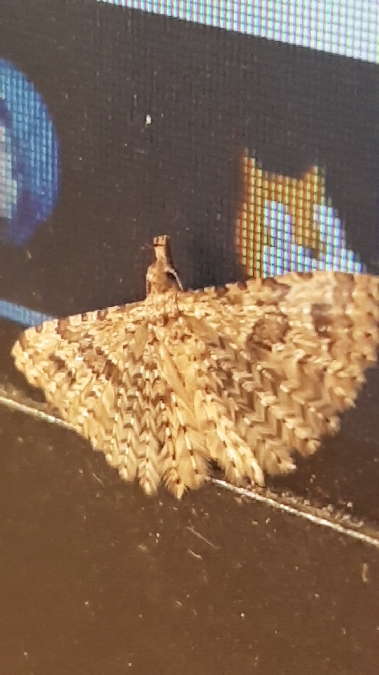 Alucita hexadactyla  - Melchior Viallet