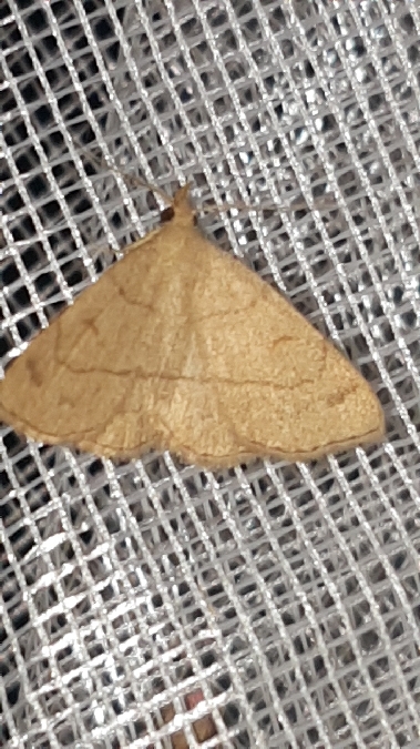 Paracolax tristalis  - Melchior Viallet
