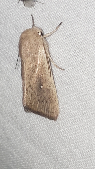 Mythimna sicula  - Melchior Viallet