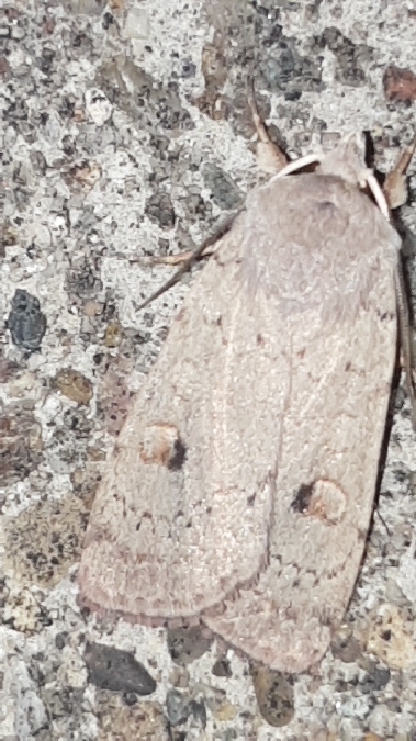 Xestia castanea  - Melchior Viallet