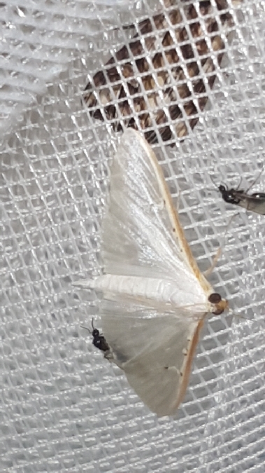 Palpita vitrealis  - Melchior Viallet