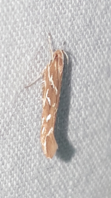 Pyroderces argyrogrammos  - Melchior Viallet