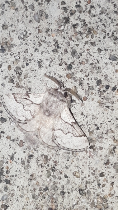 Bombyx de l'Aubépine  - Melchior Viallet