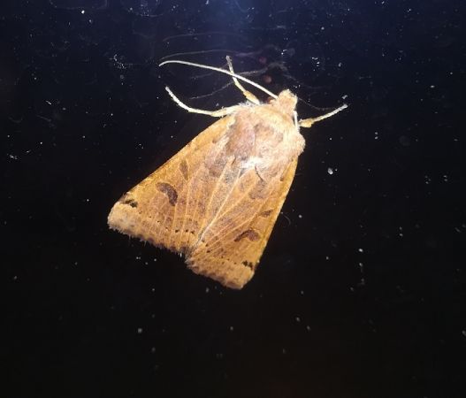 Agrochola lunosa  - Thomas Lux