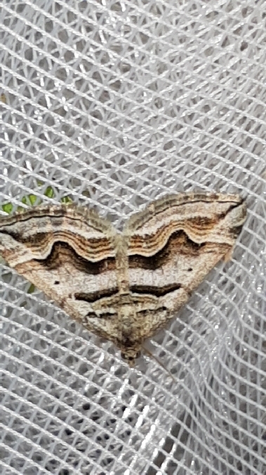 Scotopteryx peribolata  - Melchior Viallet
