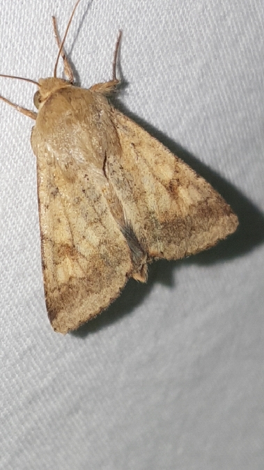 Helicoverpa armigera  - Melchior Viallet
