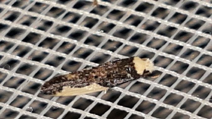Monopis monachella  - Melchior Viallet