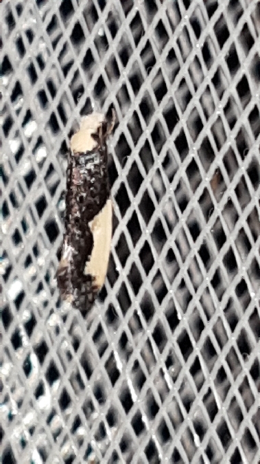 Monopis monachella  - Melchior Viallet
