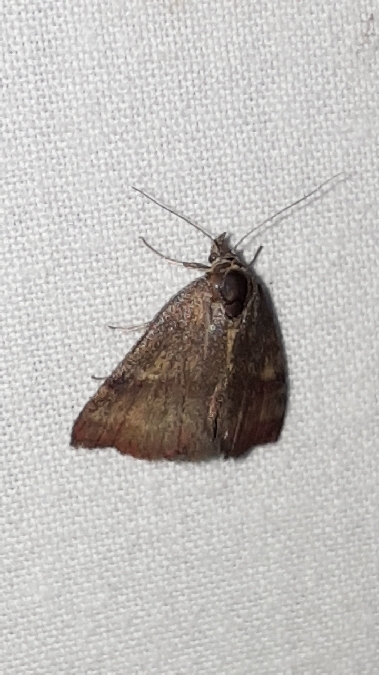 Phytometra viridaria  - Melchior Viallet