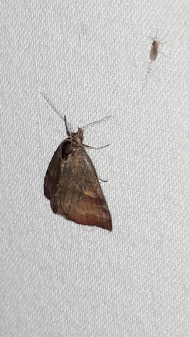 Phytometra viridaria  - Melchior Viallet