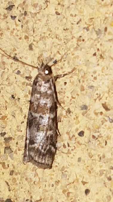 Dioryctria sylvestrella  - Melchior Viallet