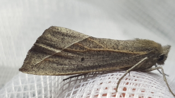 Compsoptera opacaria  - Melchior Viallet