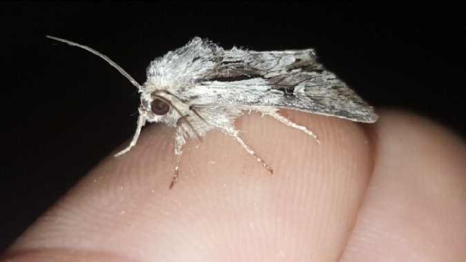 Actinotia hyperici  - Melchior Viallet