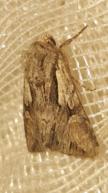 Actinotia hyperici  - Melchior Viallet