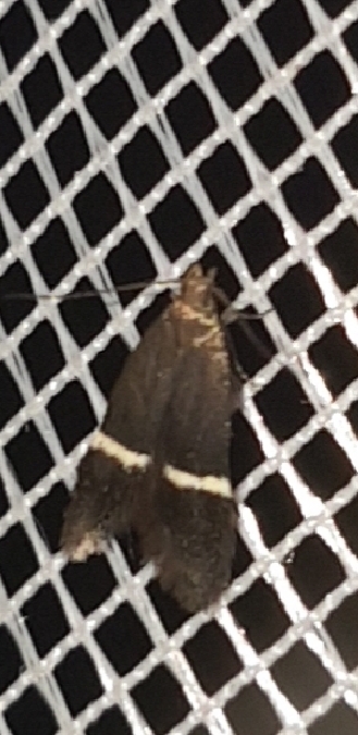 Syncopacma sp.  - Melchior Viallet