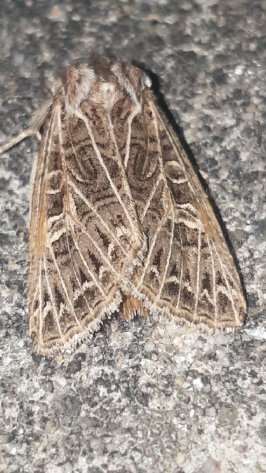 Tholera decimalis  - Melchior Viallet