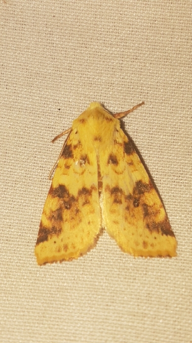 Xanthia icteritia  - Melchior Viallet