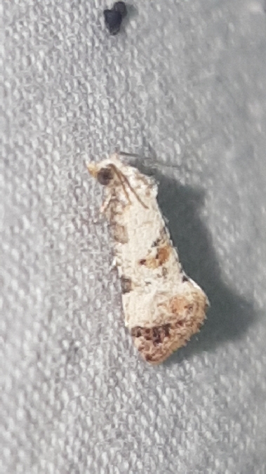 Cochylis hybridella  - Melchior Viallet