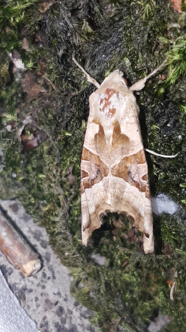 Méticuleuse  - Melchior Viallet