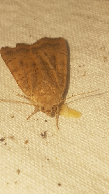 Noctua interjecta  - Melchior Viallet