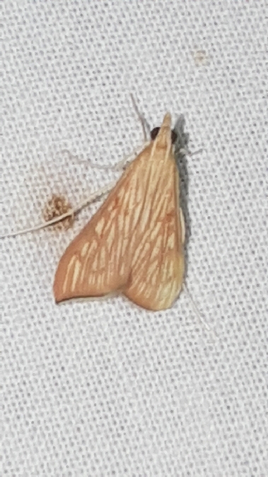 Antigastra catalaunalis  - Melchior Viallet