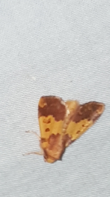 Tiliacea aurago  - Melchior Viallet