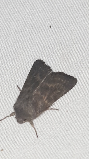 Noctuelle boueuse  - Melchior Viallet