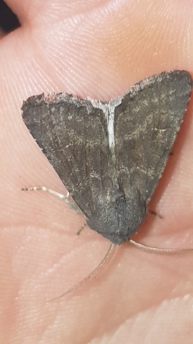 Noctuelle boueuse  - Melchior Viallet