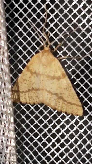 Aspitates ochrearia  - Melchior Viallet