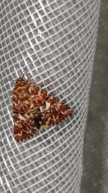 Anarta myrtilli  - Melchior Viallet