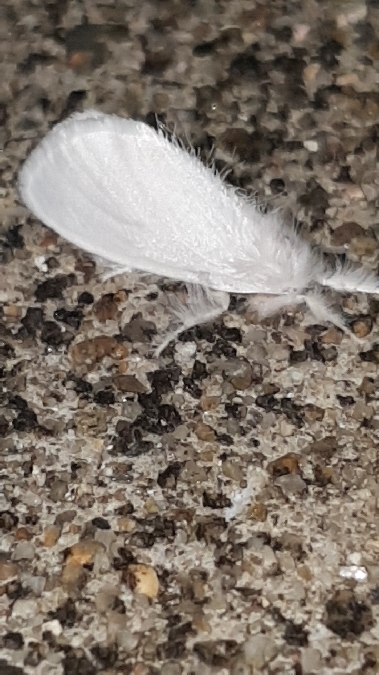 Cul doré  - Melchior Viallet