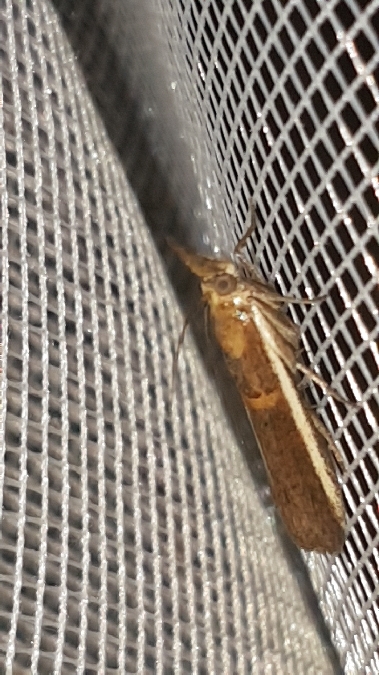 Etiella zinckenella  - Melchior Viallet