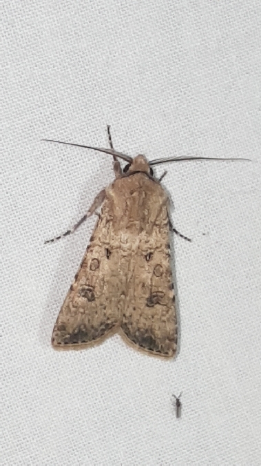 Noctuelle des moissons  - Melchior Viallet