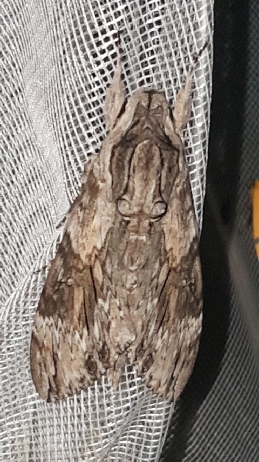 Sphinx du Liseron  - Melchior Viallet