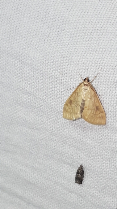 Pyrale du Maïs  - Melchior Viallet