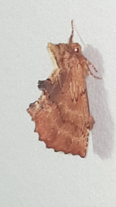 Crête-de-Coq  - Melchior Viallet