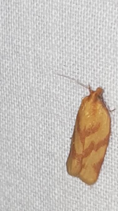 Clepsis pallidana  - Melchior Viallet