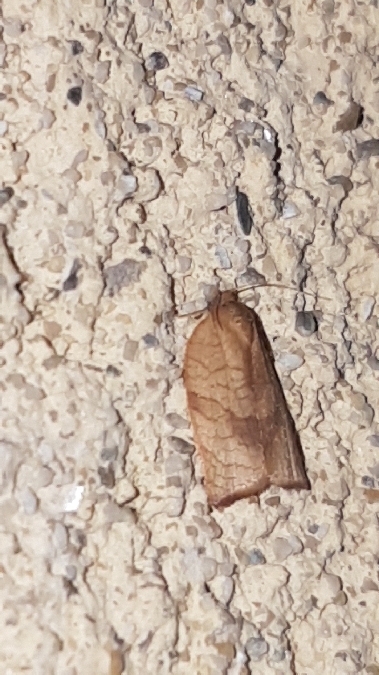 Cacoecimorpha pronubana  - Melchior Viallet