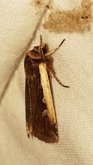 Ochropleura leucogaster  - Melchior Viallet