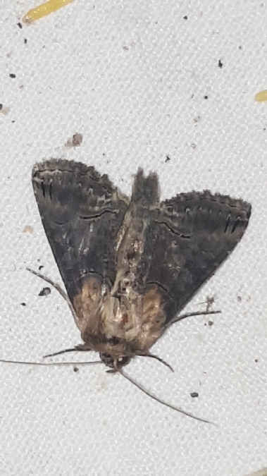 Abrostola triplasia  - Melchior Viallet
