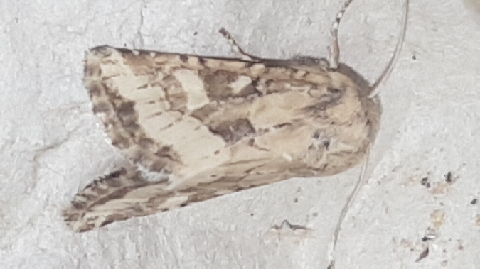 Luperina dumerilii  - Melchior Viallet