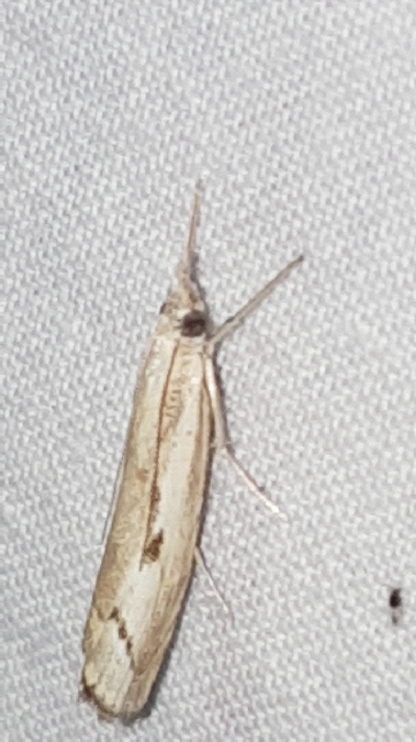 Agriphila geniculea  - Melchior Viallet