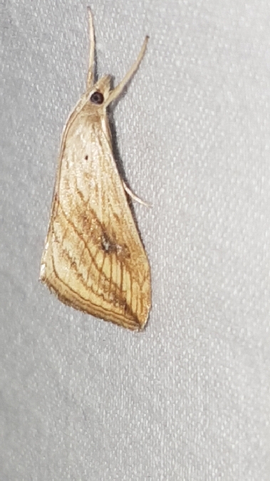Evergestis forficalis  - Melchior Viallet