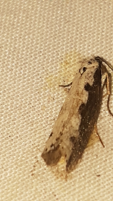 Ethmia bipunctella  - Melchior Viallet