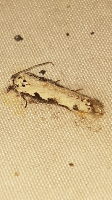 Ethmia bipunctella  - Melchior Viallet