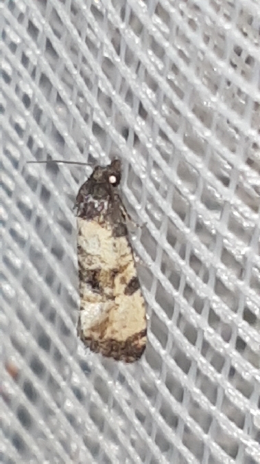 Cochylis atricapitana  - Melchior Viallet