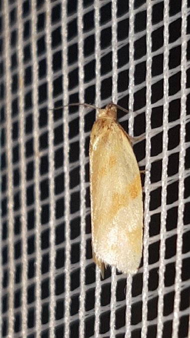 Clepsis pallidana  - Melchior Viallet